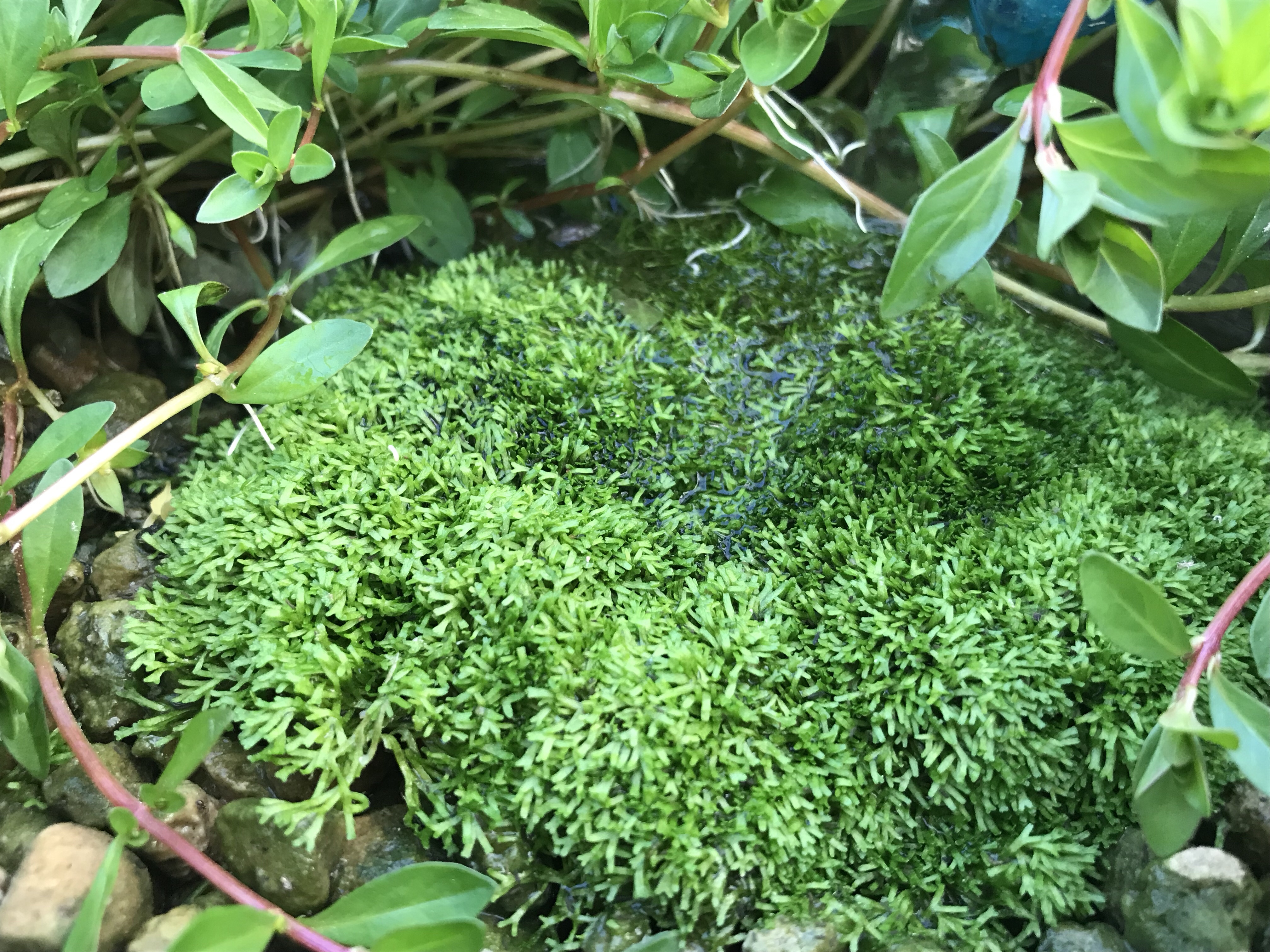5月 暖かくなって水草の水上葉が育ち始めてます なおたろファームのブログ